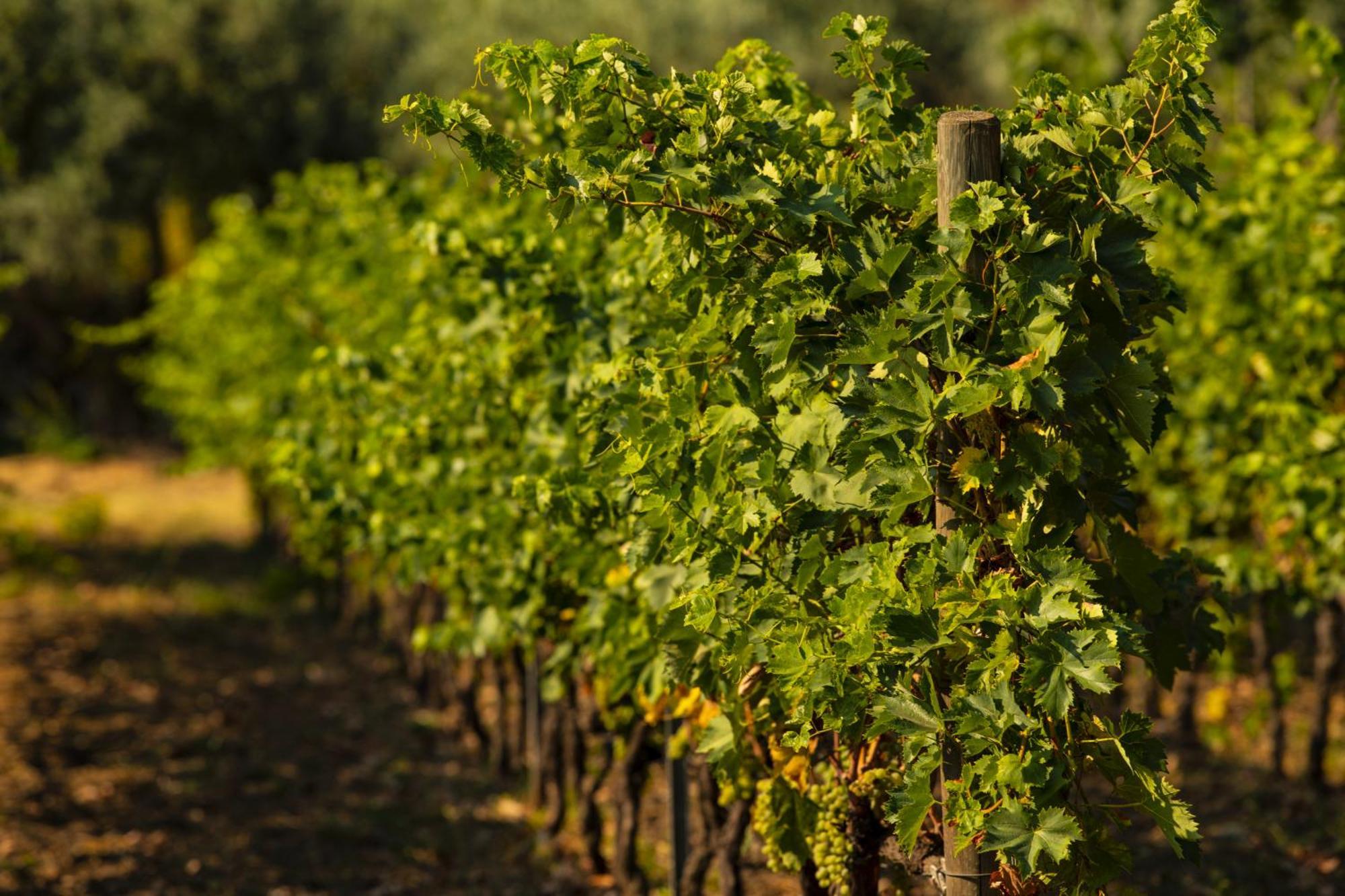 Farm stay Casa Arrigo Linguaglossa
